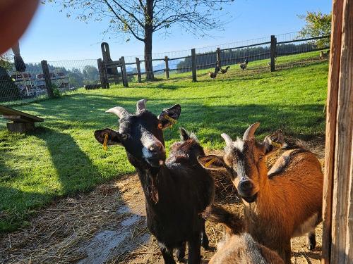 Zwergziegen sind einfach neugierig