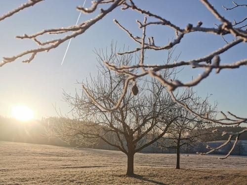 Winterzauber im Obstgarten