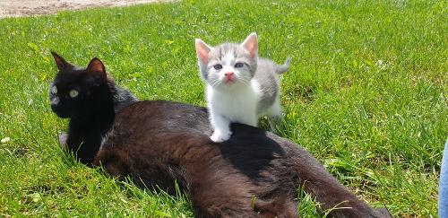 katzenfotos2020