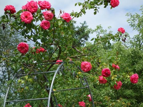 dsc01339Rosenpracht, viele Blumen am Hof