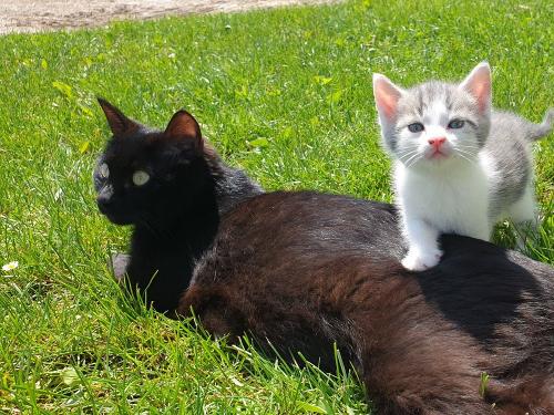 katzenfotos2020Kleiner Lucki mit Mama Schnurri