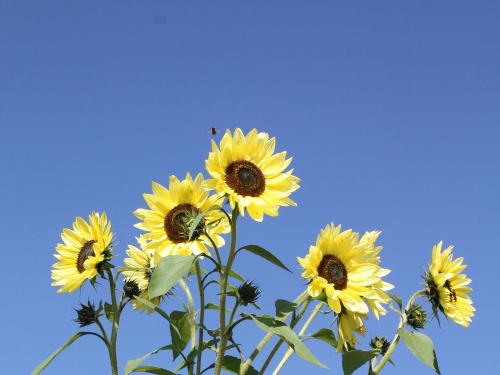 img_7417Sonnenblumen am Hof