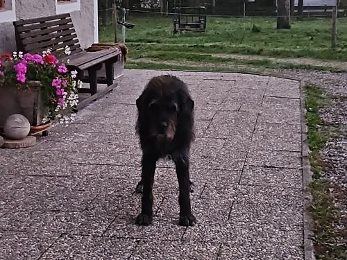 Wiggerl, der Hofhund