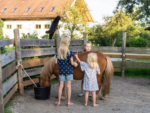 Ponystriegeln