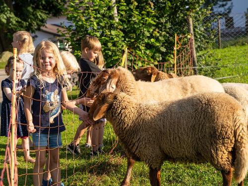 Tierfütterung Schafe