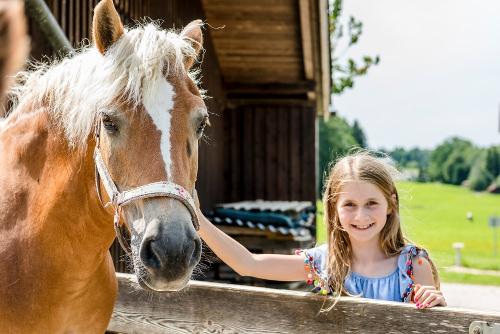 haflinger_hanznhof