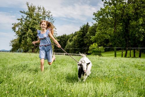 ziegenspaziergang_am_hanznhof