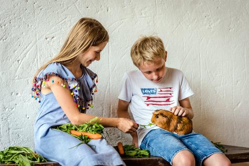 meerschweinchen_fuettern_hanznhof_1