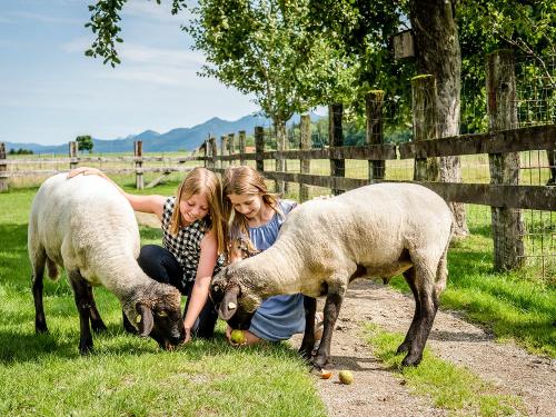 Tierfreundschaft Tierfreundschaft