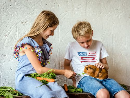 Meerschweinchen fuettern Meerschweinchen fuettern