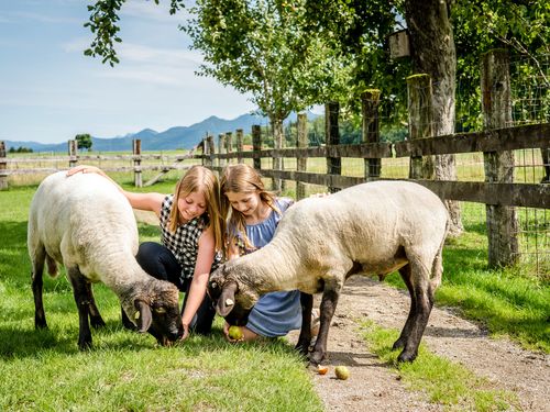 Tierfreundschaft Tierfreundschaft