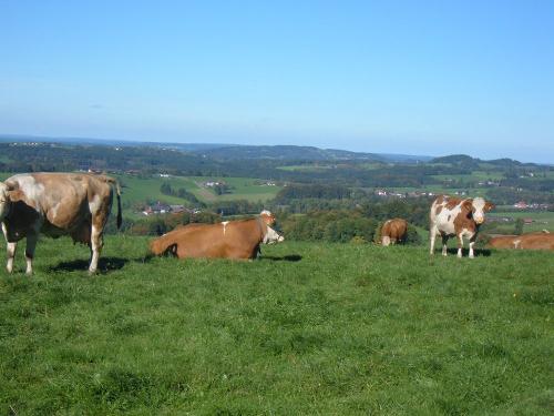 Kühe