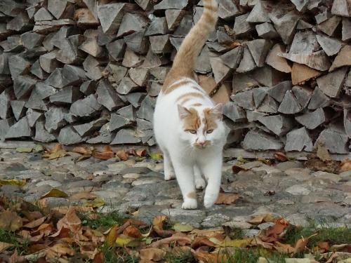 Kater Moritz