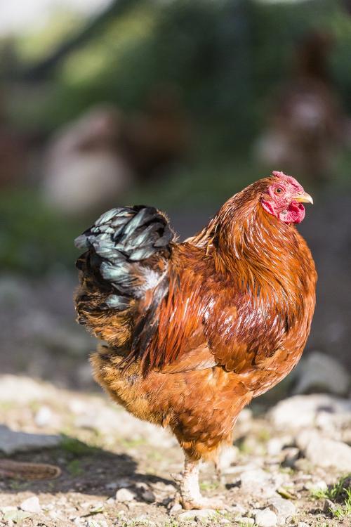 Tiere am Hof