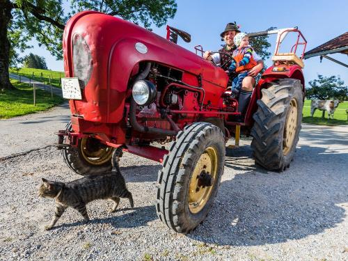 Oldtimer und Katze