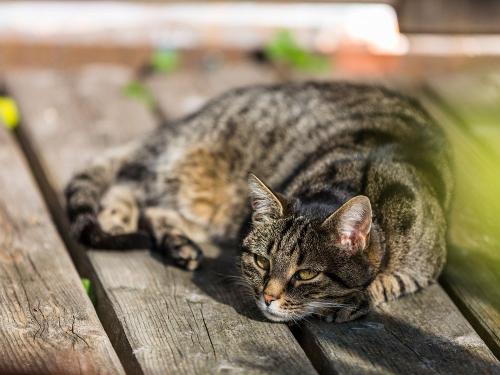 Eine unserer Katzen