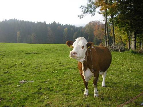 im Herbst