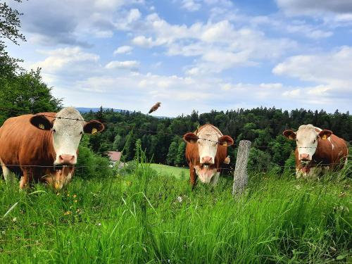 20230526_171017 - Kopie 20230526_171017 - Kopie