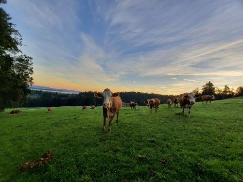 20230904_064247 - Kopie 20230904_064247 - Kopie