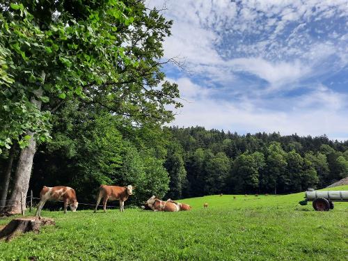 20230731_104417 - Kopie 20230731_104417 - Kopie