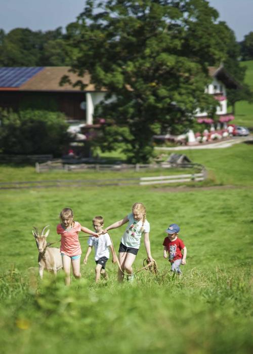 Ziegenwanderung