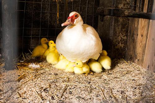 ente_web