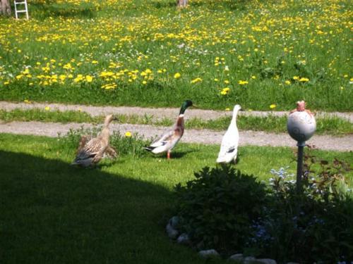 enten