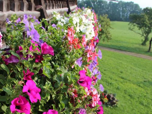 balkonblumen