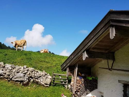 eigene alm im kleintiefental