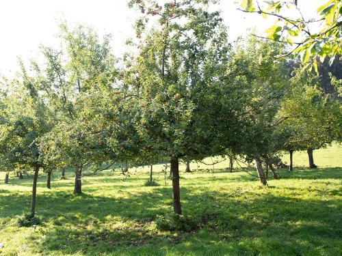 Obstgarten Obstgarten