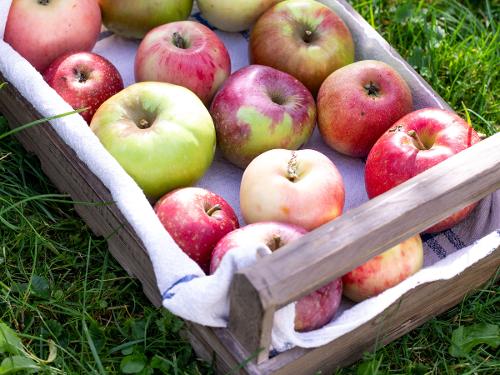 Apfelsorten ungespritzt Apfelsorten ungespritzt