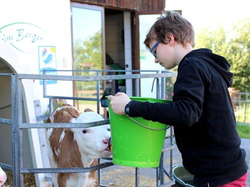 Kälber füttern Kälber füttern