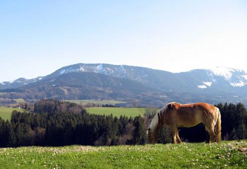Aussicht über die Pferdeweide zur Hochries