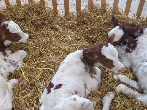 kälbchen-neugeboren