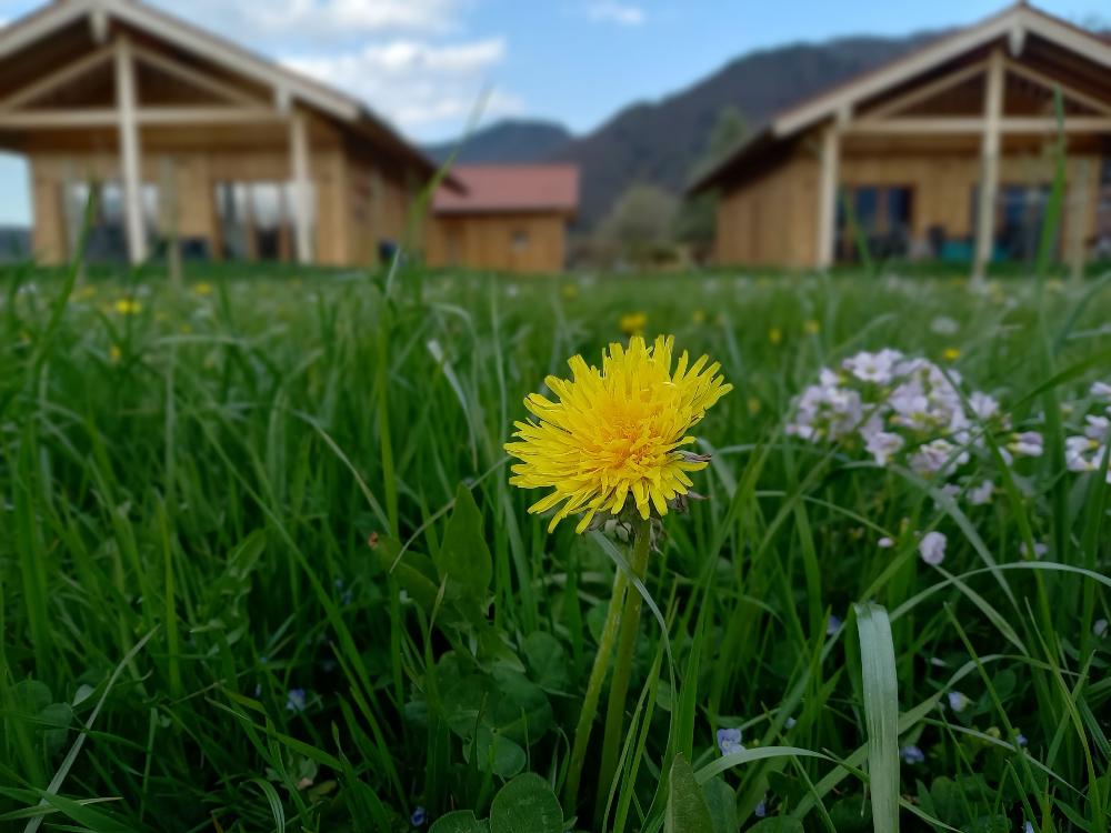 Chalets Löwenzahn
