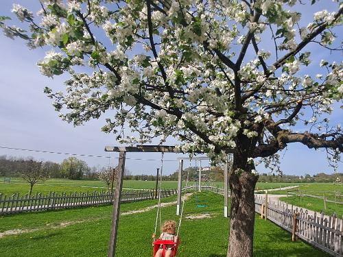Kind scheukelt in Apfelblüte
