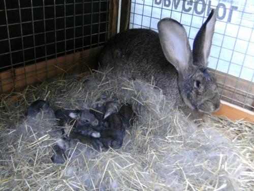Glückliche Hasenfamilie