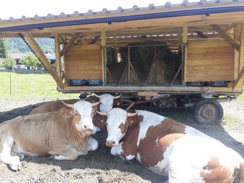 Rinder am Wellnesswagen