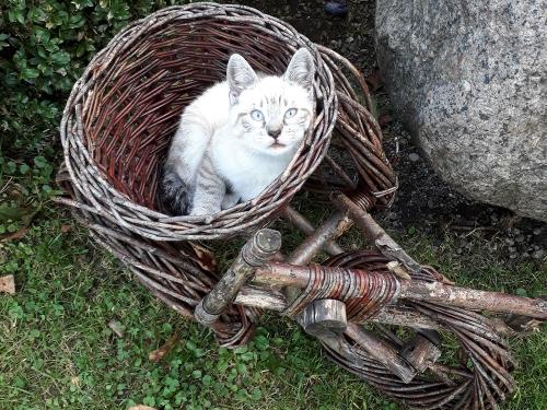 Die süßen Kätzchen