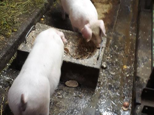 Unsere Schweinchen haben auch immer Hunger