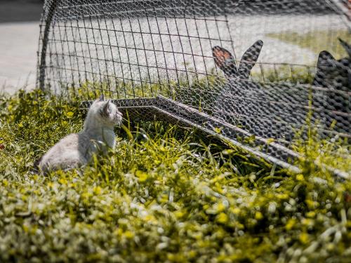 Unsere Kleintiere, einfach zum knuddeln