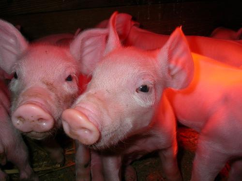 Kleine Ferkel
