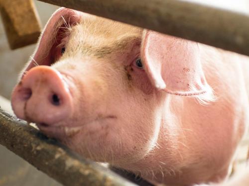 Im Schweinestall