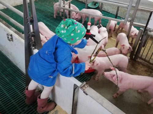 Babyferkel hautnah