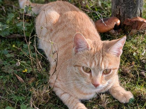 Hofkatze Sissi Hofkatze Sissi