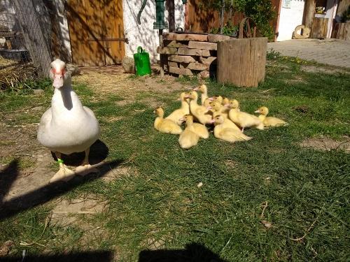 Enten