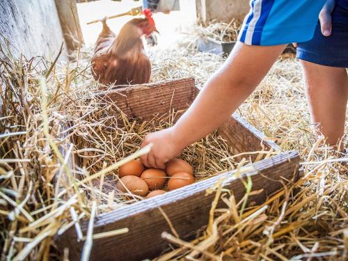 Eier sammeln