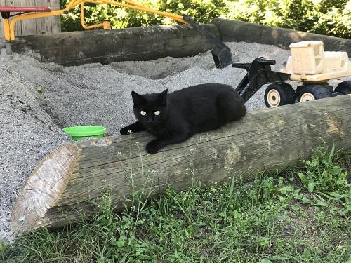 Katze "Moarli"