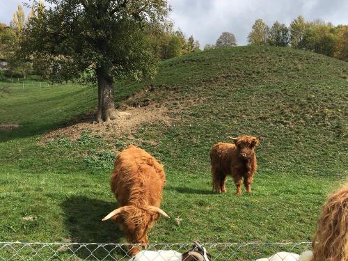 benachbarte Weidetiere