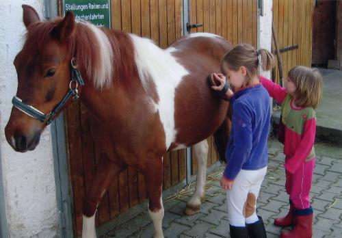 Pony